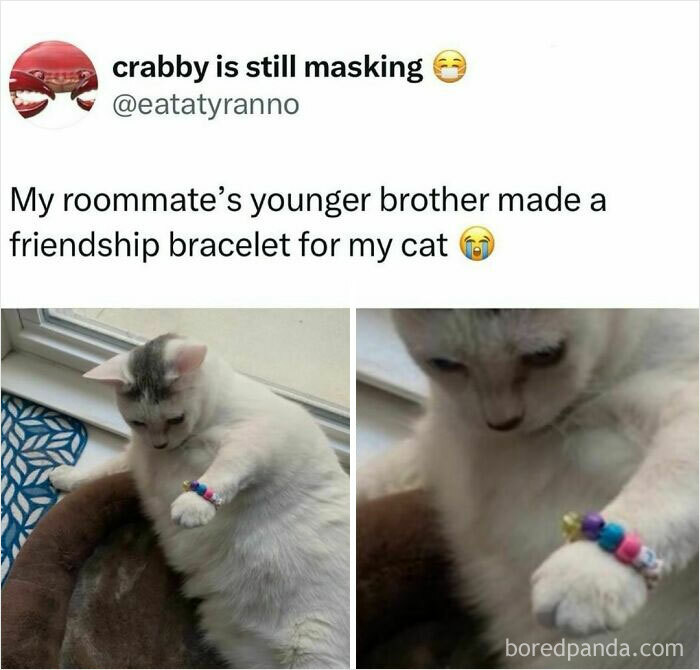 Cat wearing a colorful friendship bracelet on its paw, surrounded by a cozy pet bed.