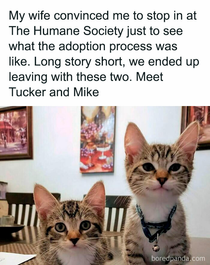 Two cute cats sitting on a table, surrounded by colorful paintings, embodying funny cat memes.