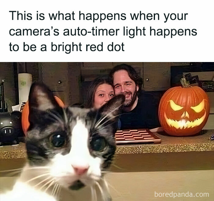 A cat photobombs a Halloween photo with people and pumpkins, highlighting a cute meme moment.