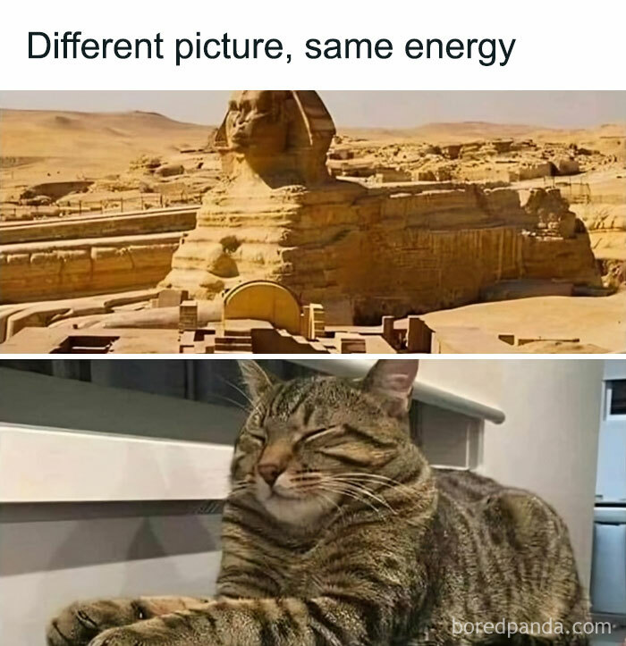 "Sphinx and a relaxed cat with similar poses, highlighting cute cat meme energy."