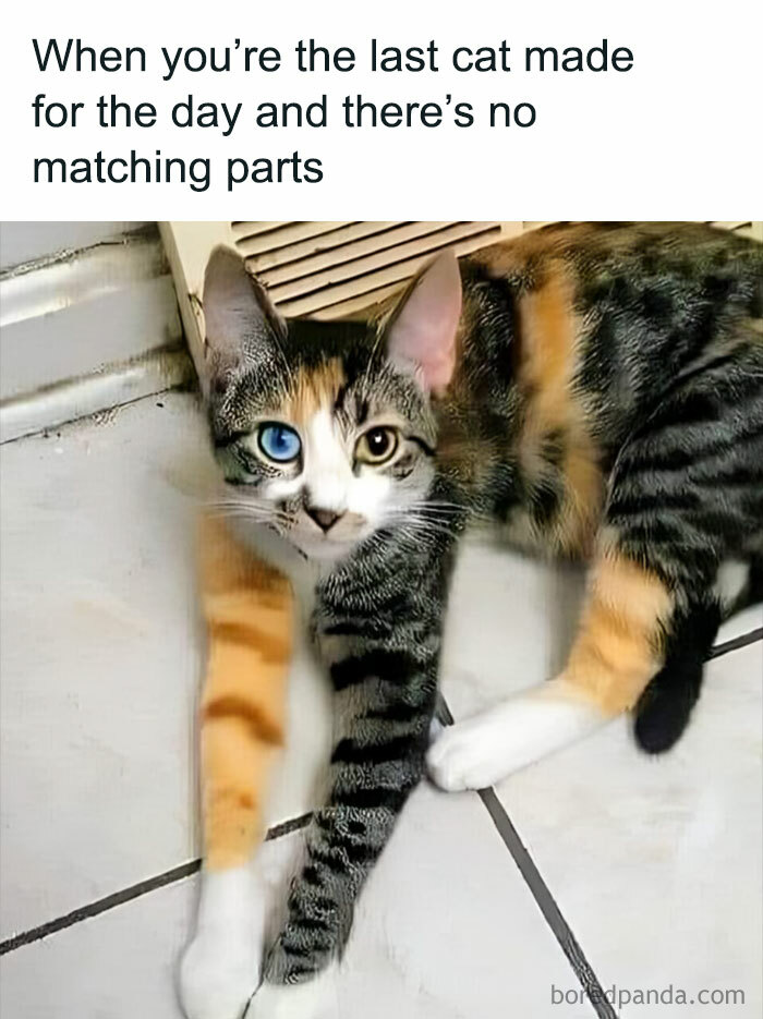 Cute cat with mismatched fur pattern lying on floor, showcasing funny and adorable meme vibes.