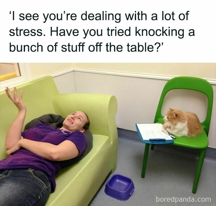 A woman on a couch humorously takes advice from a cat sitting on a chair, offering a funny cat meme moment.