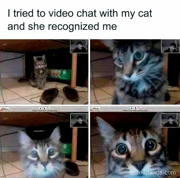 Video chat with a cat, showing its surprised and cute expression in four image panels.