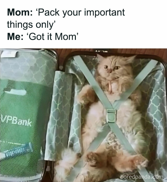 Cat humorously packed in a suitcase, highlighting cute and funny cat meme theme.