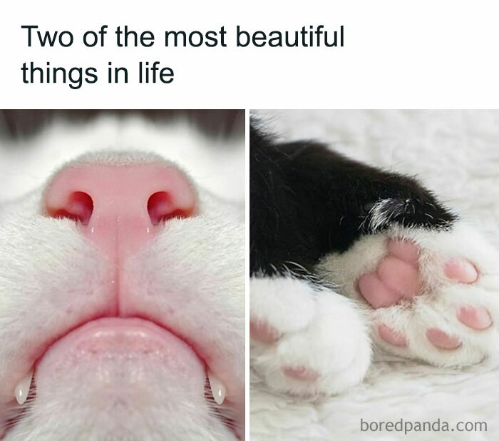Close-up of a cat's pink nose and paws, showcasing cute and funny feline features.