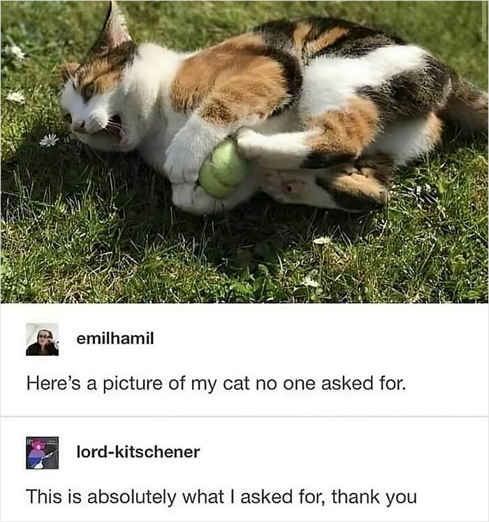 Cat playing with a tennis ball on grass, accompanied by humorous text comments.