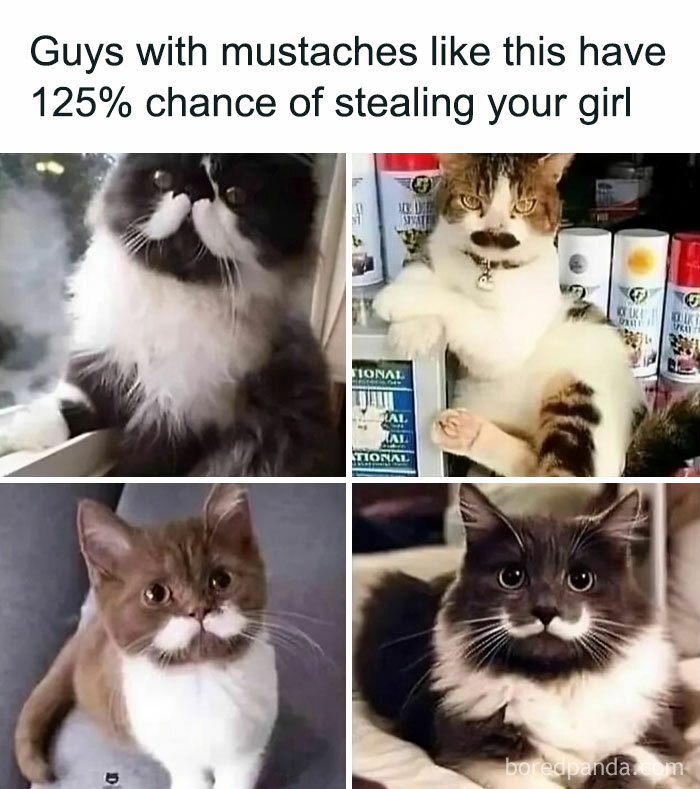 Cats with funny mustaches, each with a unique pose, highlighting their charming and humorous appeal.