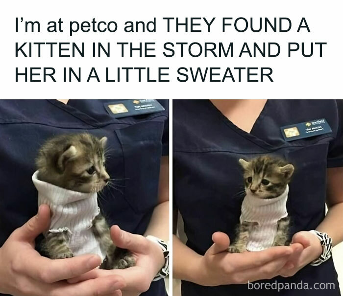 Kitten wearing a tiny sweater, being held at Petco, showcasing cute and funny cat memes.