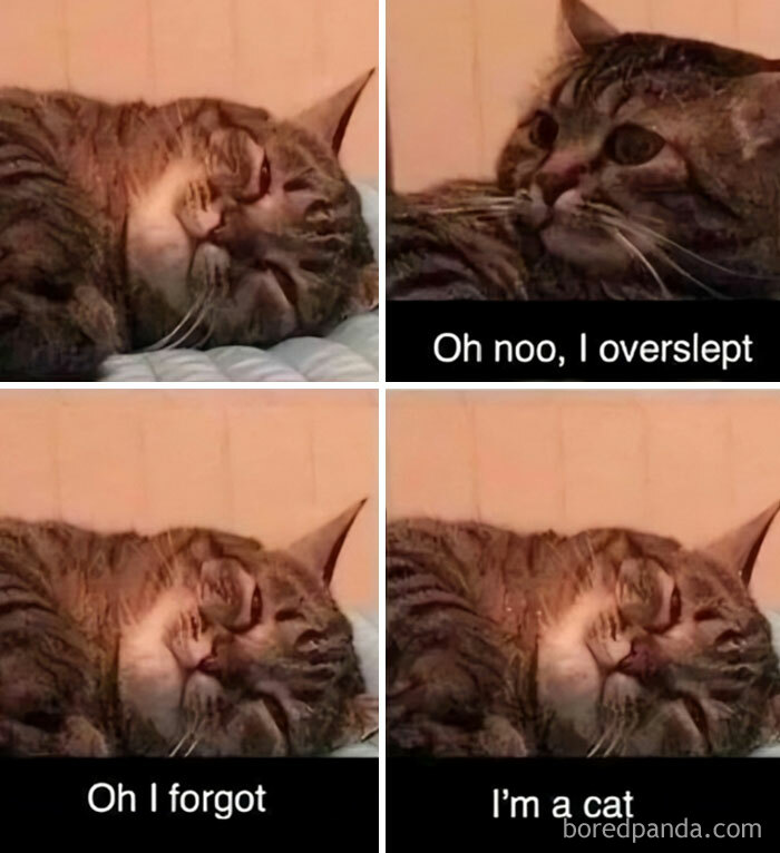 Funny meme of a cute cat realizing it's overslept, saying "Oh noo, I overslept. Oh I forgot I'm a cat."