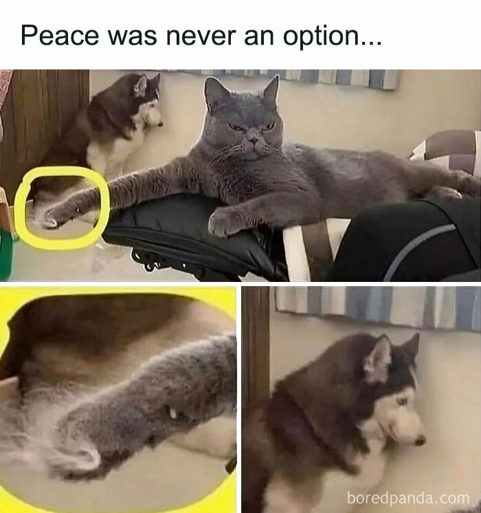 Cat humorously poking a Siberian Husky, creating a cute meme moment.