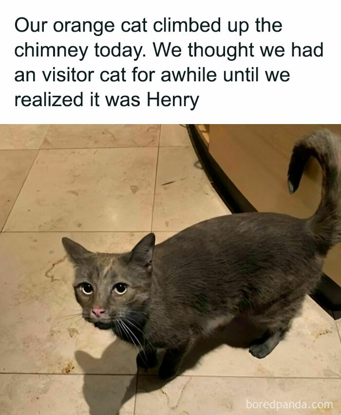 A cute and funny meme showing a cat standing indoors on a tiled floor.