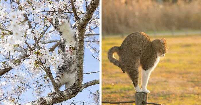 50 Captivating Images By Masayuki Oki Celebrating The Quirky And Playful Side Of Cats (New Pics)