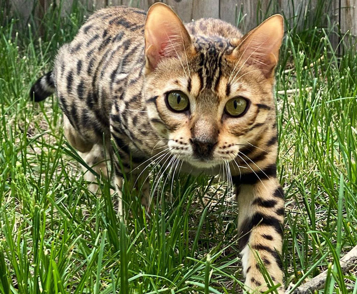 Cheetoh cat exploring grassy yard, showcasing its distinctive spotted coat and alert expression.