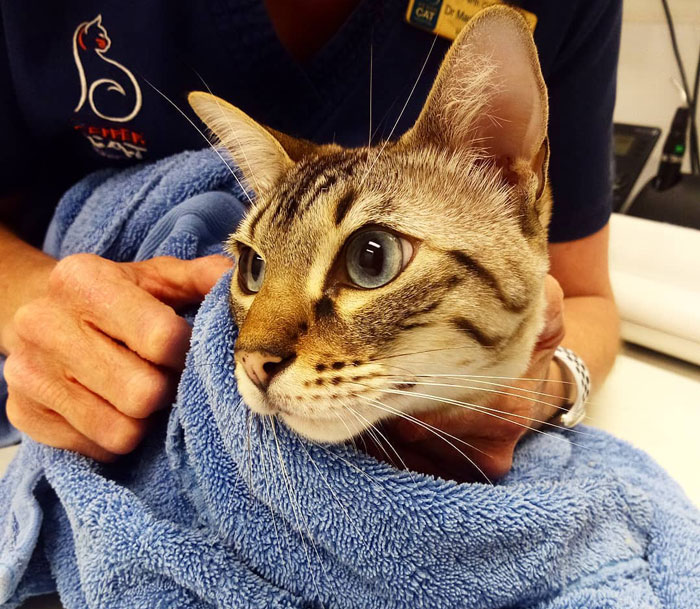 Cheetoh cat wrapped in a blue towel, held by a veterinarian.