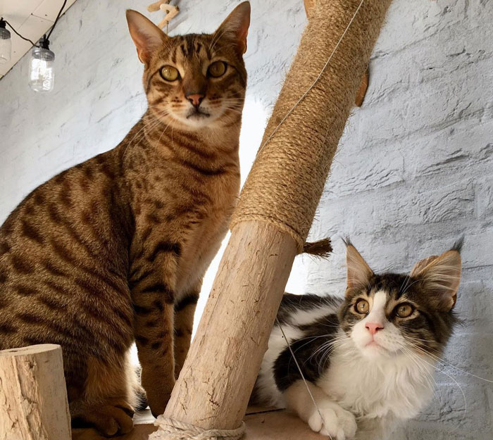Cheetoh cat in a cozy setting, perched on a cat tree with another cat, highlighting its distinctive coat.