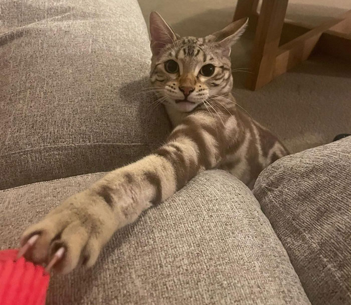 Cheetoh cat reaching out while lounging on a gray sofa.