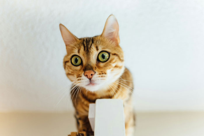 Cheetoh cat with striking markings and green eyes, standing alertly on a white surface indoors.