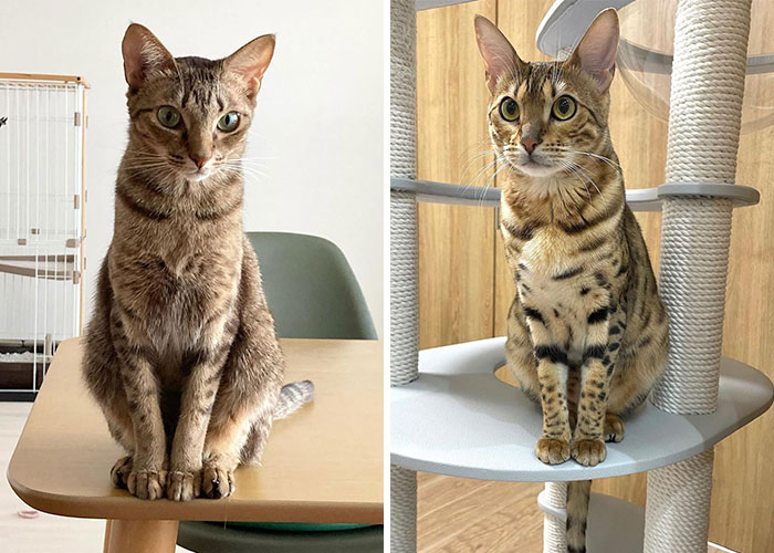 Two Cheetoh cats with spotted coats, one sitting on a table and the other on a cat tree indoors.
