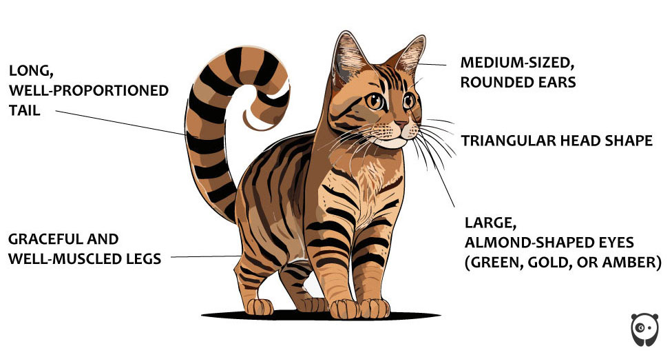 Illustration of a Cheetoh cat with descriptions of features like well-proportioned tail and almond-shaped eyes.
