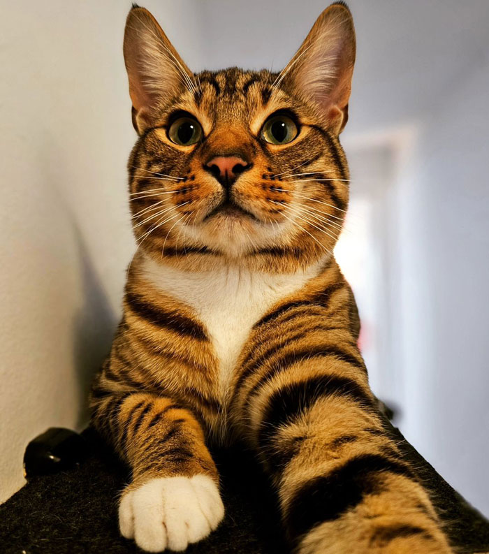 Cheetoh cat with striking tabby markings looking directly at camera.
