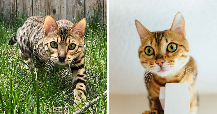 Cheetoh: Breed Overview And Proper Care