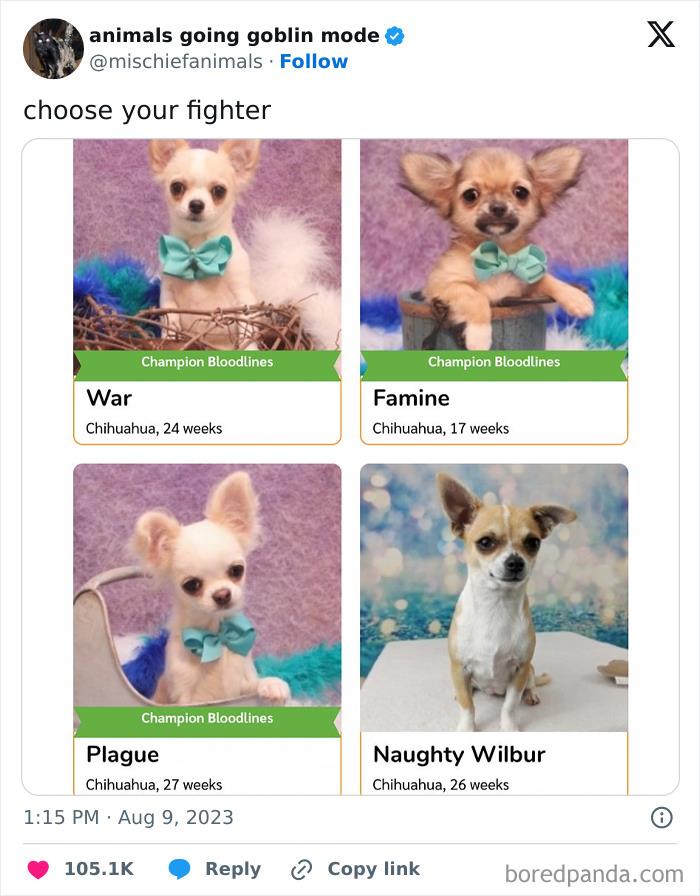 Animals-Going-Goblin-Mode-Pics