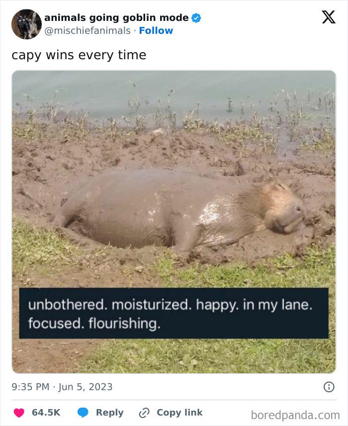 Animals-Going-Goblin-Mode-Pics