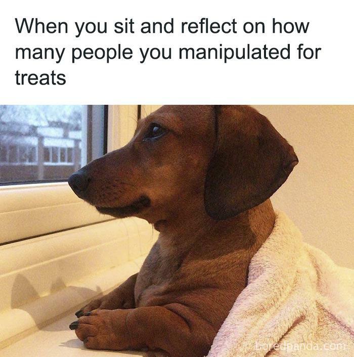 Dachshund wrapped in a blanket, staring thoughtfully out a window, humorously pondering treat manipulation.