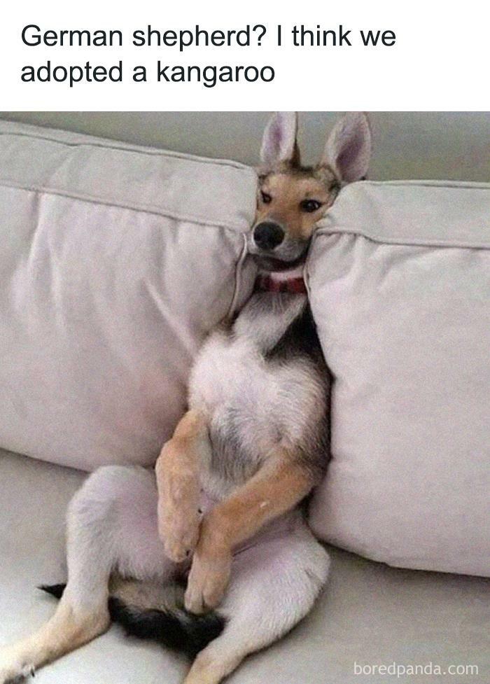 Funny animal meme: Dog sitting like a kangaroo between couch cushions, ears perked, with humorous text about its posture.