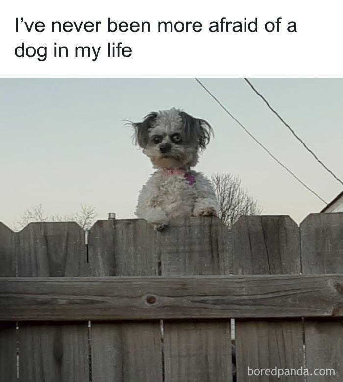Scruffy dog with wide eyes peers over fence in a funny animal meme, exaggerating an intense, comical expression.