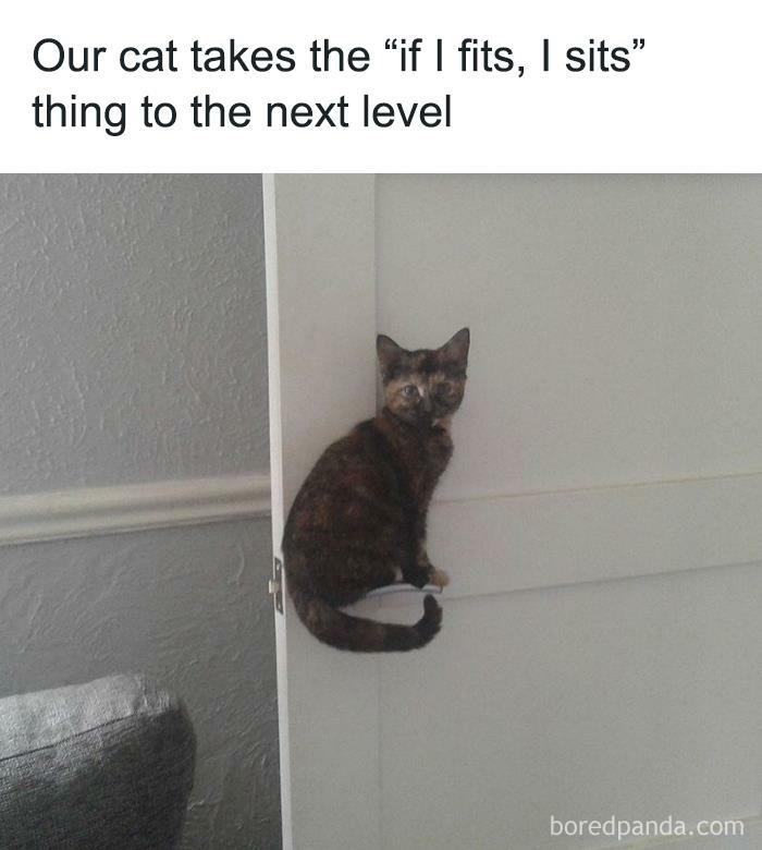Funny animal meme showing a cat calmly perched on the narrow edge of a door, demonstrating classic cat behavior.