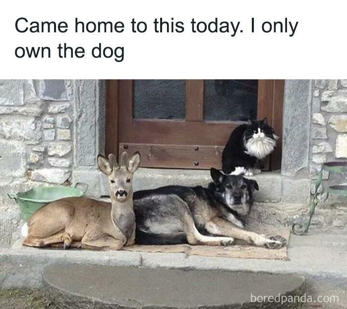 Funny animal meme with a dog, deer, and cat on a doorstep, showcasing pets as ultimate comedians.