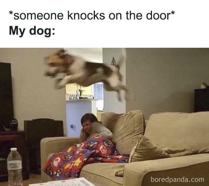 Funny animal meme with a dog leaping off a couch, surprising a person, reacting to a door knock. Ultimate comedian pets.
