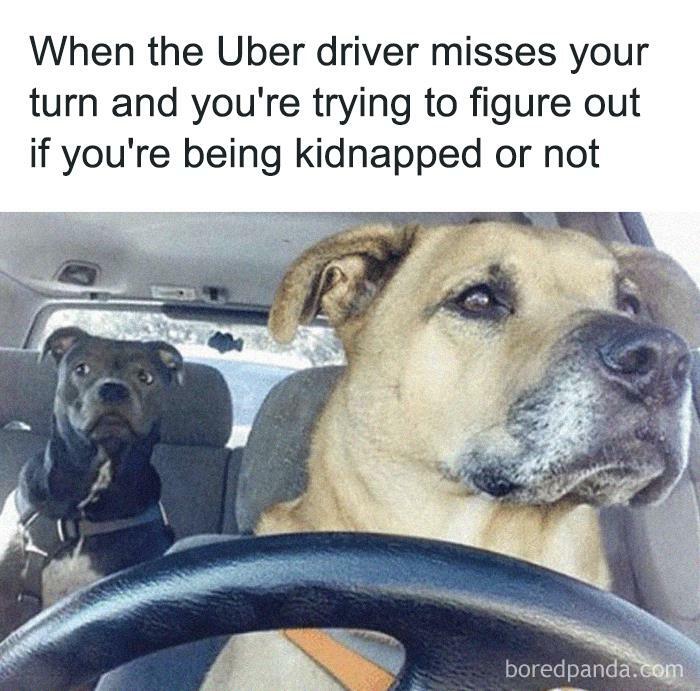 Funny animal meme with two dogs in a car, one driving and looking serious, the other confused in the back seat.