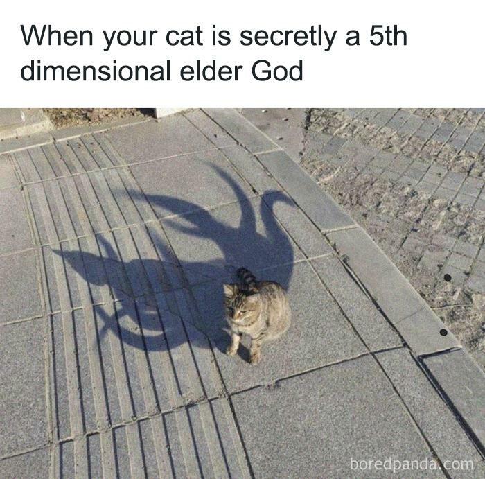 Funny animal meme of a cat with a shadow resembling a monstrous creature, suggesting hidden god-like powers.