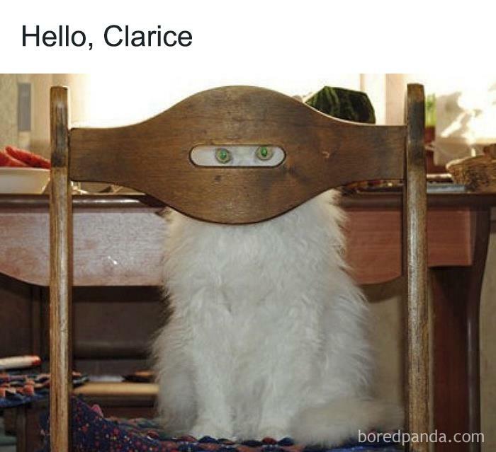 Fluffy white cat behind chair with eyes aligned in a funny animal meme, adding a comedic twist with "Hello, Clarice" text.