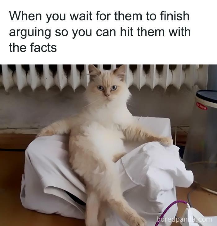 Fluffy cat lounging against a box, looking calm and confident, embodying a funny animal meme about being ready with facts.