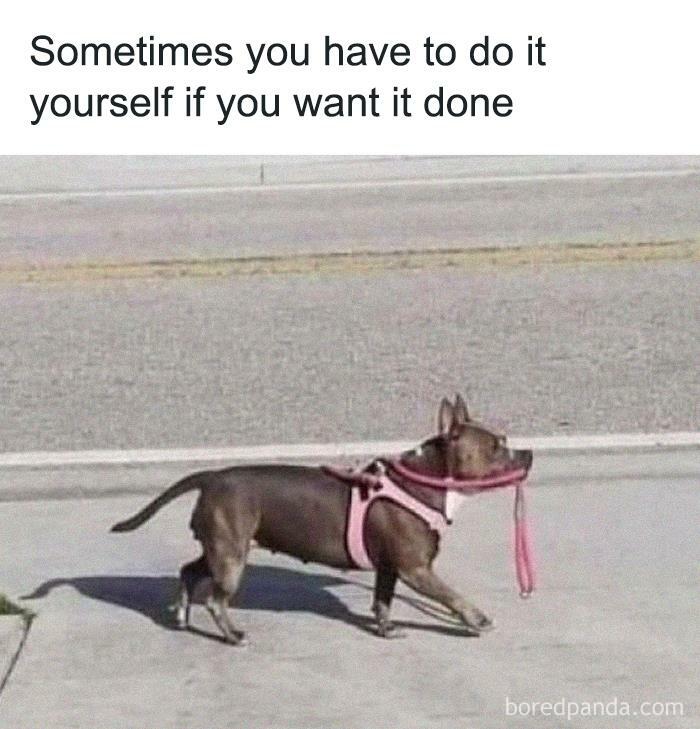 Funny animal meme: Dog walks itself by holding its leash, showcasing pets as the ultimate comedians.