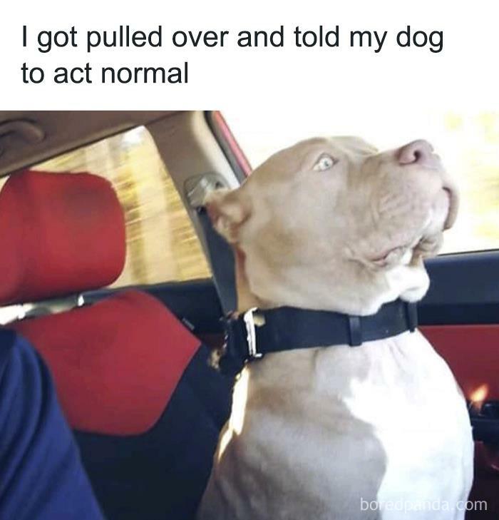 Funny animal meme: A large dog sits stiffly in a car, wide-eyed, humorously trying to act normal.