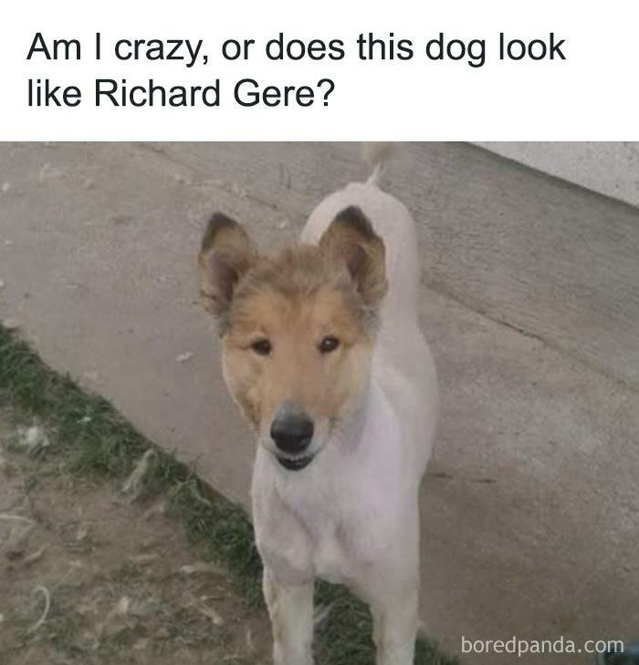 Funny animal meme with a dog sporting a human-like expression, humorously compared to Richard Gere.