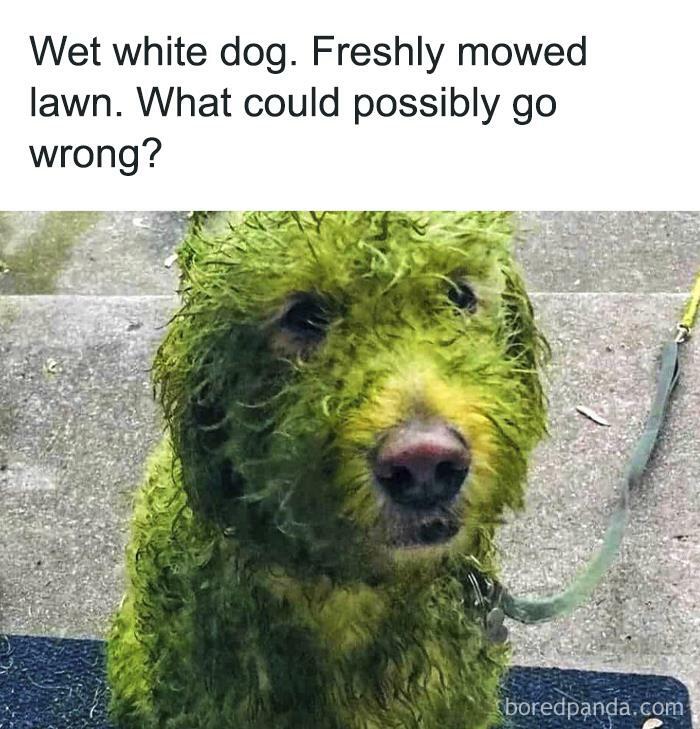 Funny animal meme: Dog hilariously covered in green grass clippings, looking like a mossy mess after playing on a lawn.