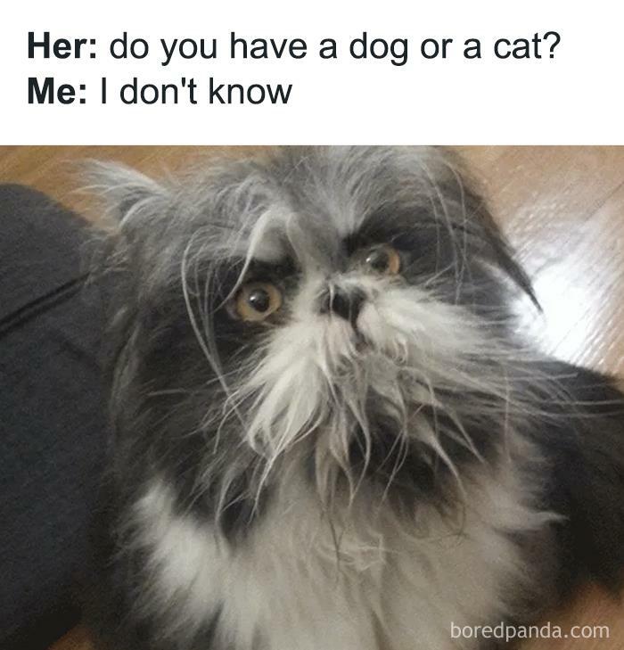 Funny animal meme with a fluffy black and white pet, confused expression, unsure if it's a dog or cat.