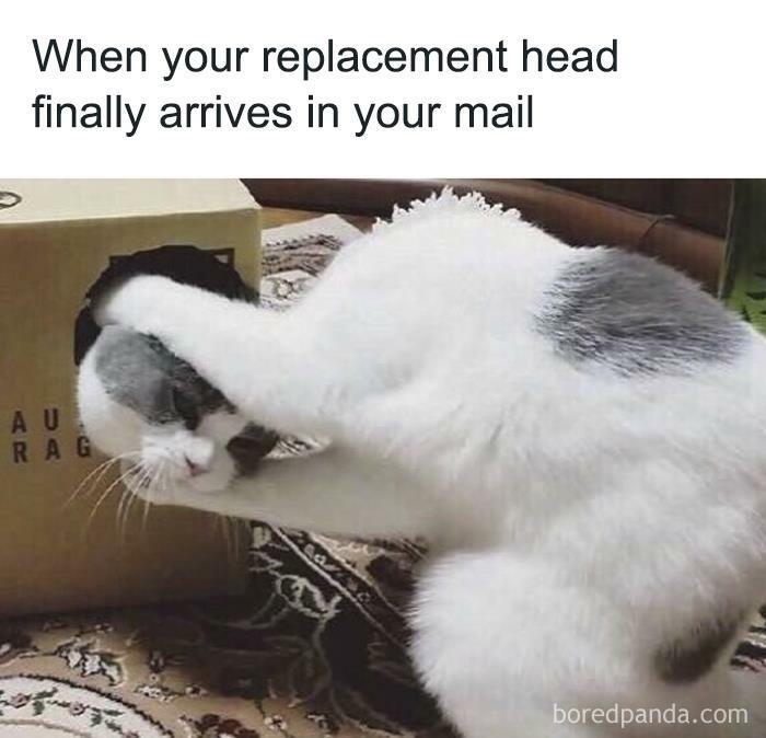 Funny animal meme of a cat with its head in a box, creating the illusion of two cats swapping heads.