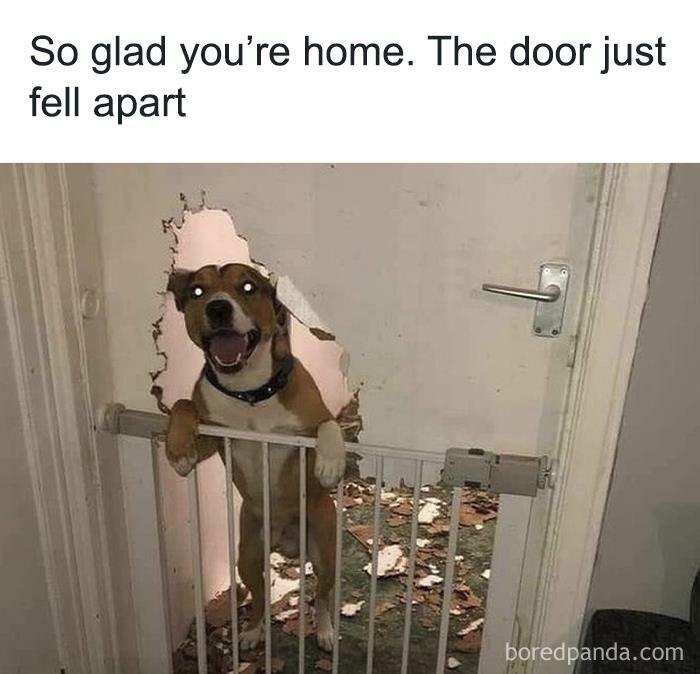 Cheerful dog behind baby gate with a hole in the door, humorously suggesting innocence in the funny animal meme.