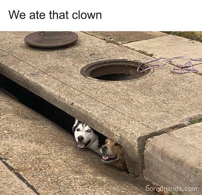 Funny animal meme with two dogs peeking from a storm drain, resembling a horror scene, with text "We ate that clown."
