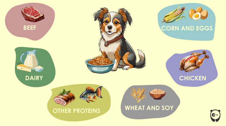 illustration of Most Common Food Allergies In Dogs