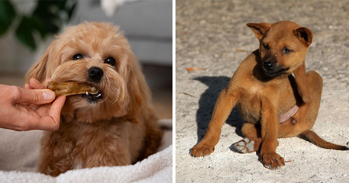 Common Dog Food Allergies: Symptoms and Treatment Options