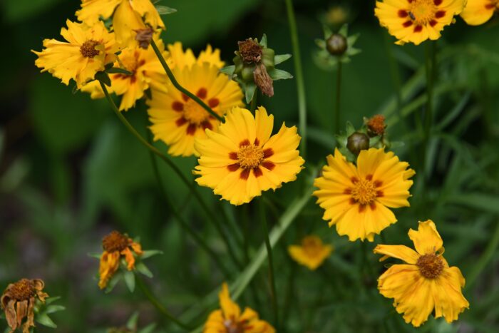 coreopsis flower yellow coreopsis flower yellow