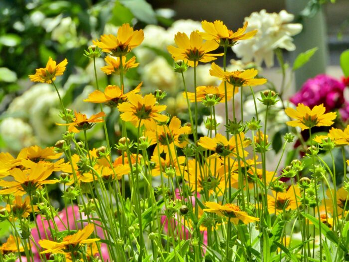 tickseeds coreopsis flowers blossom tickseeds coreopsis flowers blossom