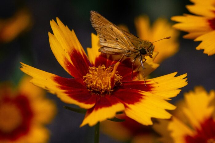 brown moth on yellow and red flower brown moth on yellow and red flower